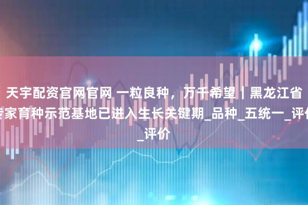 天宇配资官网官网 一粒良种，万千希望｜黑龙江省专家育种示范基地已进入生长关键期_品种_五统一_评价